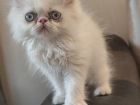 2 Aylık Safkan İran Yavrularım Yeni Yuva Arıyor