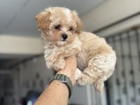 Ankaranın  en güzel kore maltipoo yavruları