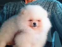Orijinal Pomeranian Boo 3 Aylık
