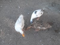 1 yaşında 2 dişi ve 1 erkek ördek