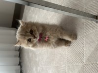 British longhair 6 aylık