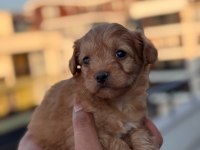 Maltipoo Adrese Teslim, Kapıda Ödeme Yapabilirsiniz