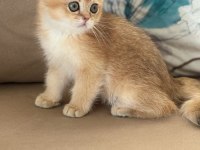 British shorthair erkek yavru teslime hazır