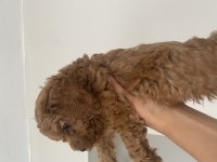 Toy poodle bebeğimiz için ulaşın