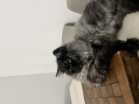 British longhair erkek kedimiz