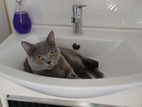 Dişi British Shorthair