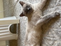 British shorthair blue point (acil uygun)