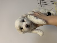 Maltese terrier 52 günlük yavru