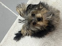 Yorkshire terrier köpeği