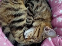 Kedi sahiplendirme tekir