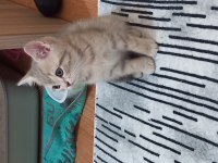 1.5 Aylık Erkek british shorthair Yavrumuz