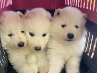 SAFKAN SAMOYED YAVRULARI