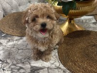Maltipoo Kg Garantili