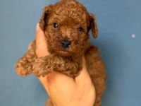 Pamuk gibi toy poodle yavrularım