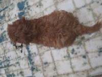 Maltipoo köpeğimi veriyorum daha yeni aldık