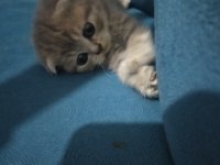 2 aylık dişi scottish fold yavrumuz