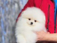 Minyatür teacup boy orjinal ayıcık yüz pomeranian yavrular