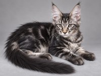 Dev Erkek Maine Coon Orman Rengi