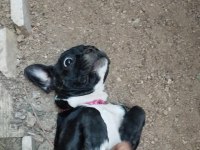 Dişi French Bulldog