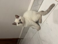Paşa oğlum british longhair