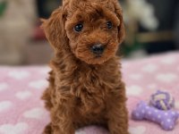 Bina Yaşantısına Uyumlu Wc Eğitimli Toy Poodle