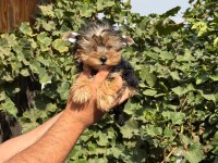 morkie yorkshire