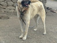 Safkan temiz damar köpeğimiz