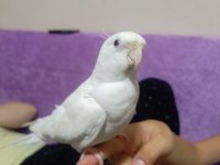 Albino Beyaz Sultan Papağanı