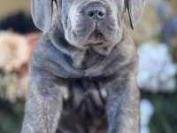 Cane Corso İyisi Değil En İyisi Kapıda Ödeme Mevcut