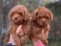 Kilo garantili red toy poodle