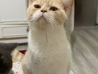 British Shorthair Bicolor Erkek