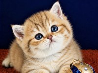 British Shorthair ve longhair golden yavrular