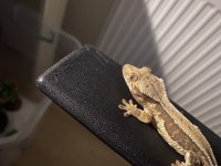 Crested Gecko
