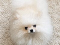 Teacup Teddy Bear Pomeranian