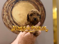 Red Toy Poodle