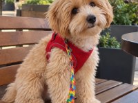 Full Aşılı Eğitimli Maltipoo
