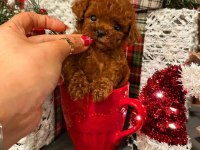 ANKARA NIN EN GÜZEL TOY POODLE YAVRULARI