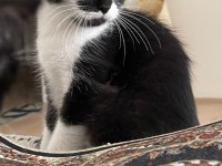Half British cats