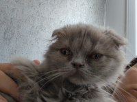 Scottish fold ve iran persian kırması