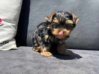Show kaite tea cup yorkshire terrier yavrumuz