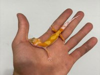 Leopard Gecko