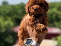 Teacup Aşılı Eğiitimli Premıum Toy Poodle