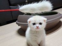 Aynı Gün Teslim İmkanıyla Scottish Fold Yavruları