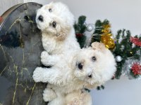 Maltese terriyer köpekler