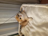 Son Golden British Longhair Erkek