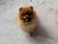 Pomeranian Boo Yetişkin Erkek