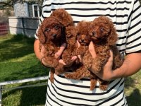 Ömürlük Dostunuz Sizi Bekliyor Toy Poodle