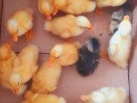 ÖRDEK CİVCİVLERİ TAM SEVİLMELİK SORUNSUZ