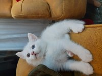 Scottish fold yavrularımız yeni yuvasını gitmeye hazır