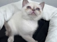 Exotic Shorthair ve Scottish Fold Bebekler